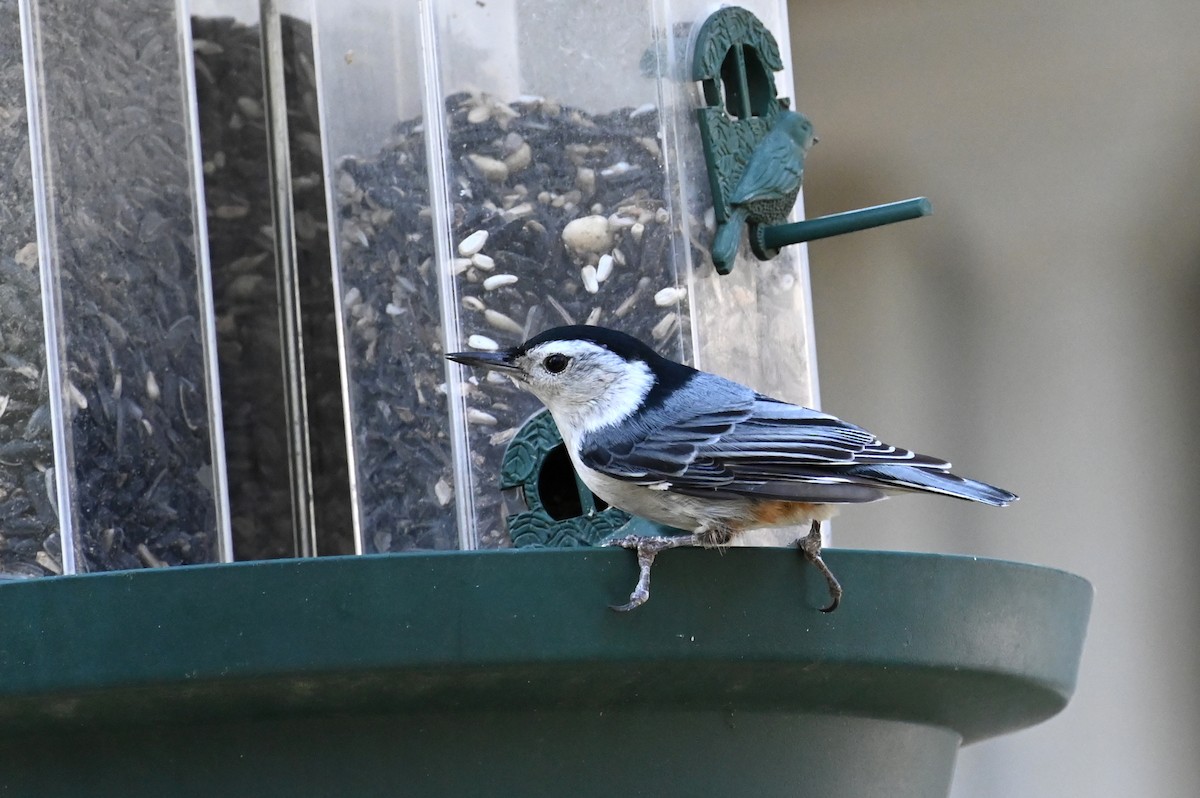 White-breasted Nuthatch - ML321468891