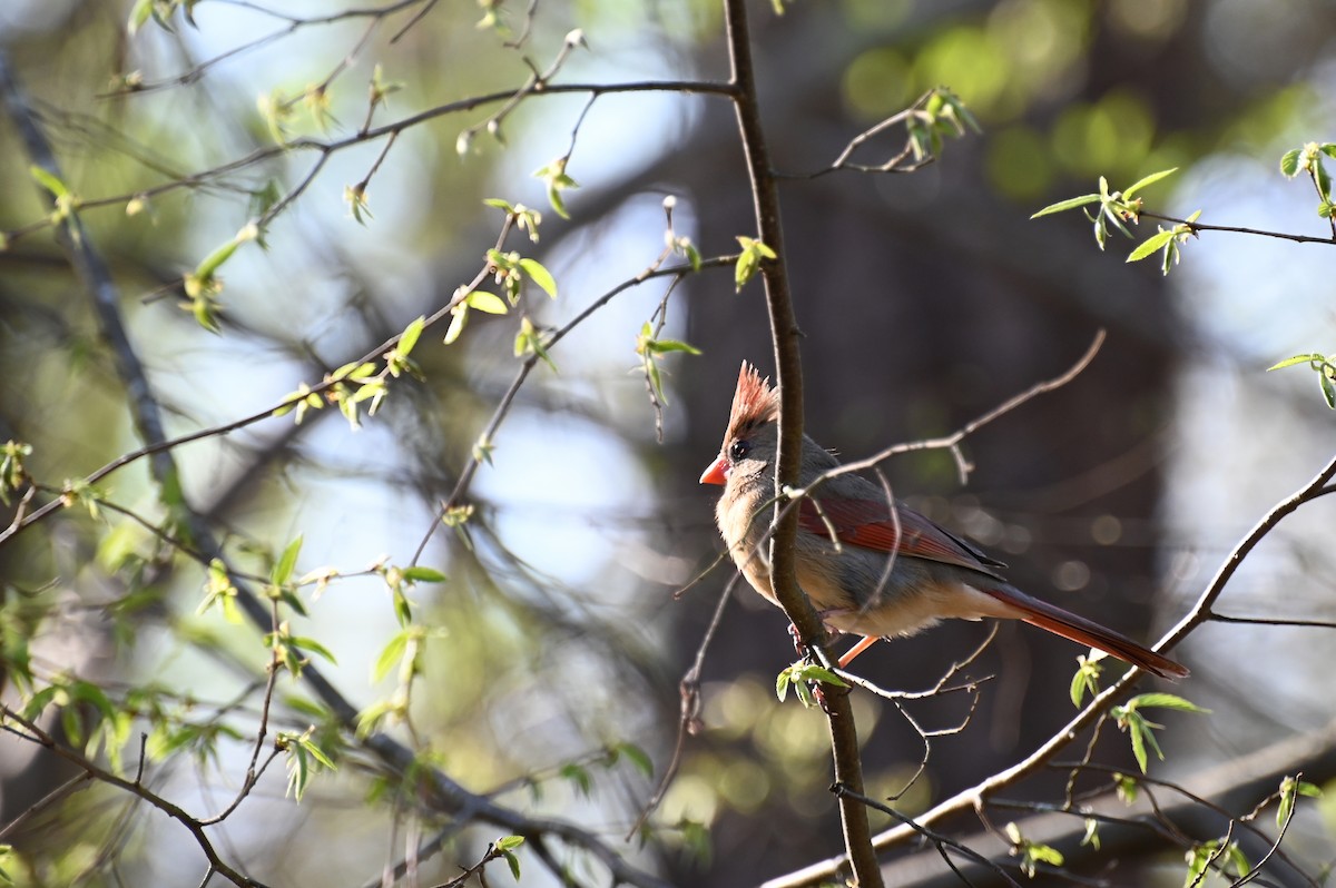 Northern Cardinal - ML321469001