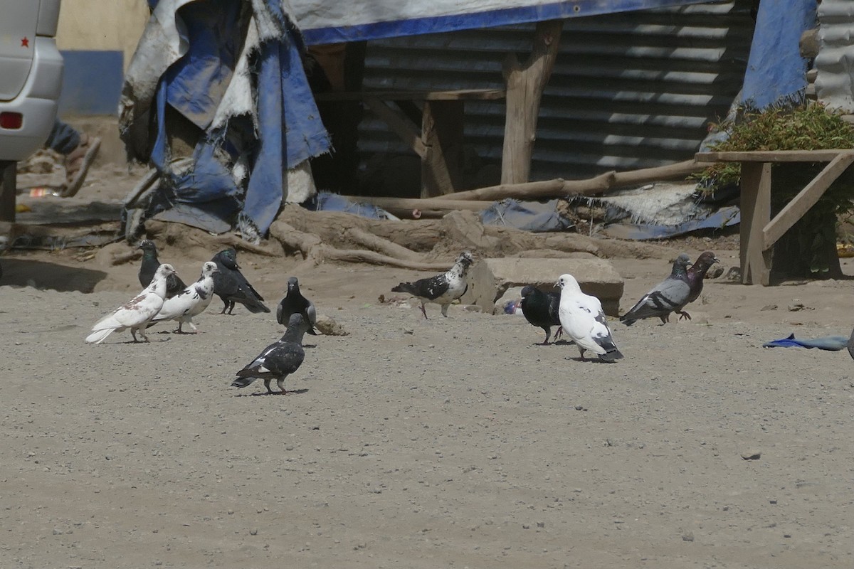 Rock Pigeon (Feral Pigeon) - ML321469691