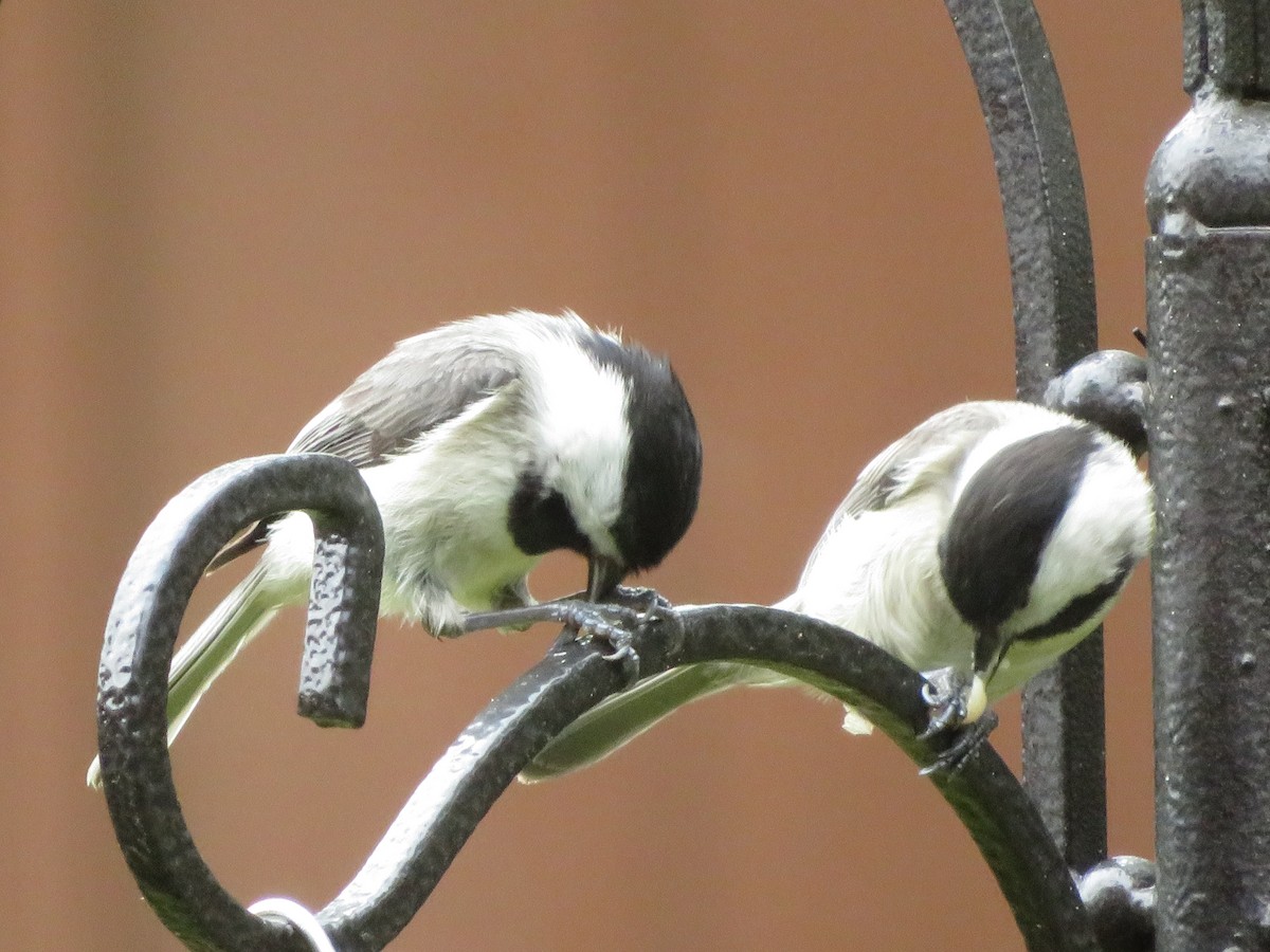 Carolina Chickadee - ML321469761