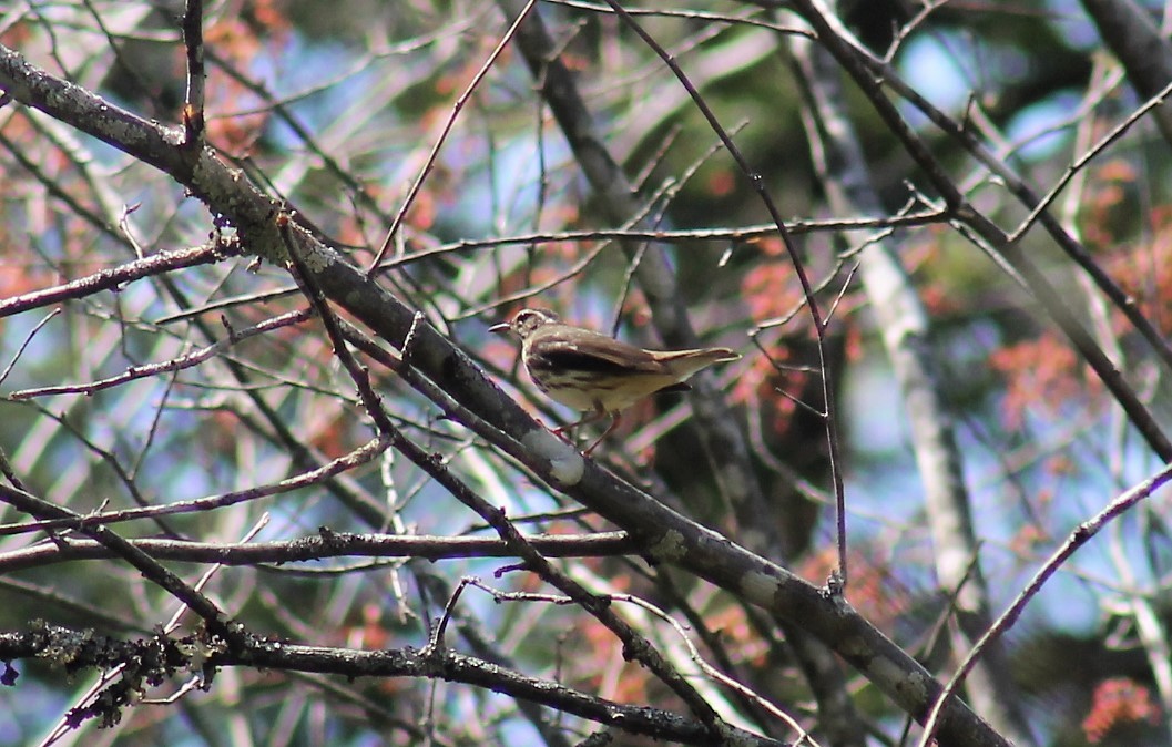 Louisiana Waterthrush - ML321472401