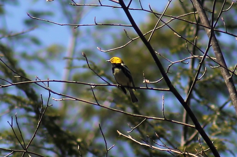 Black-throated Green Warbler - ML321472471