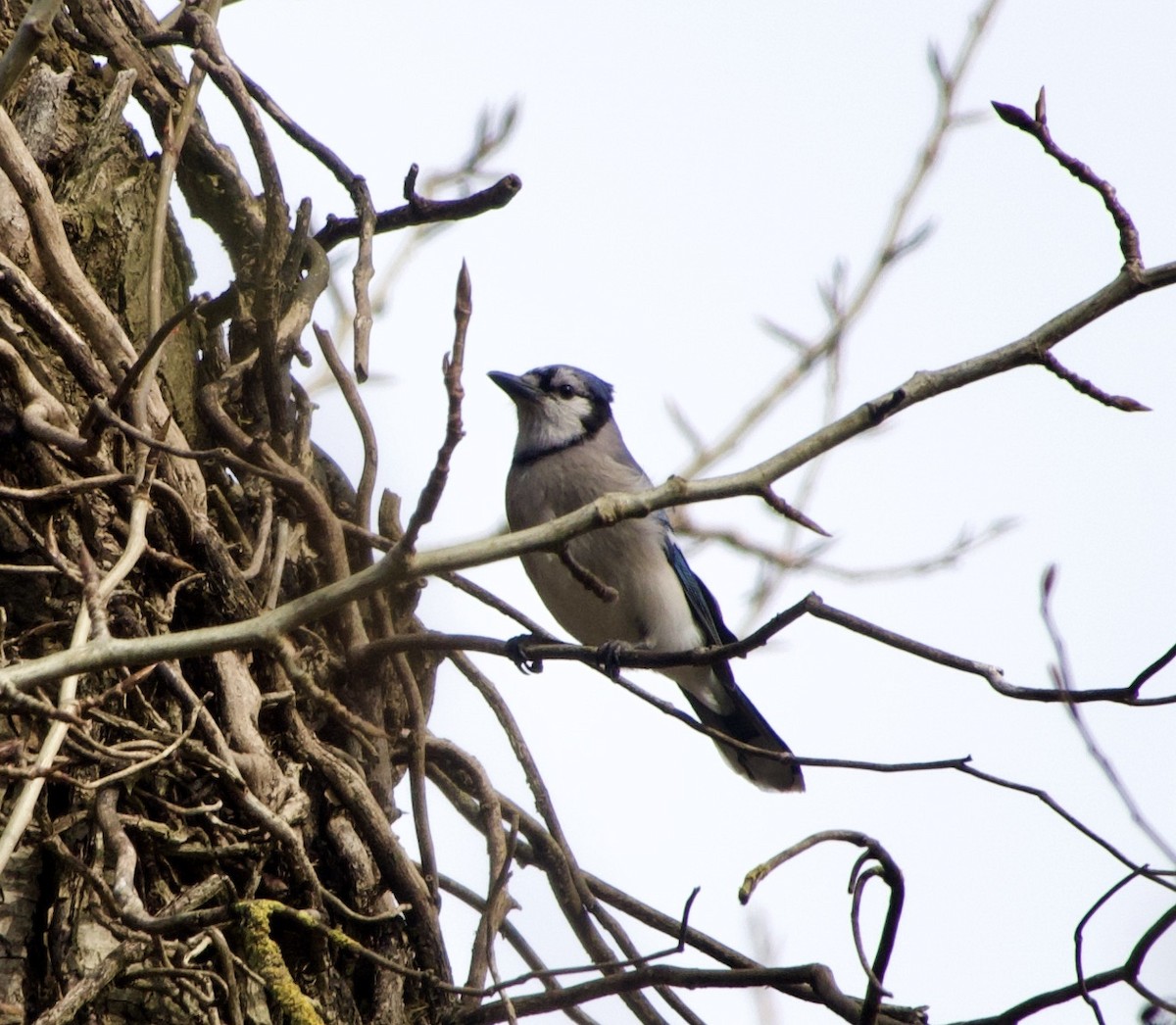 Blue Jay - ML321474531