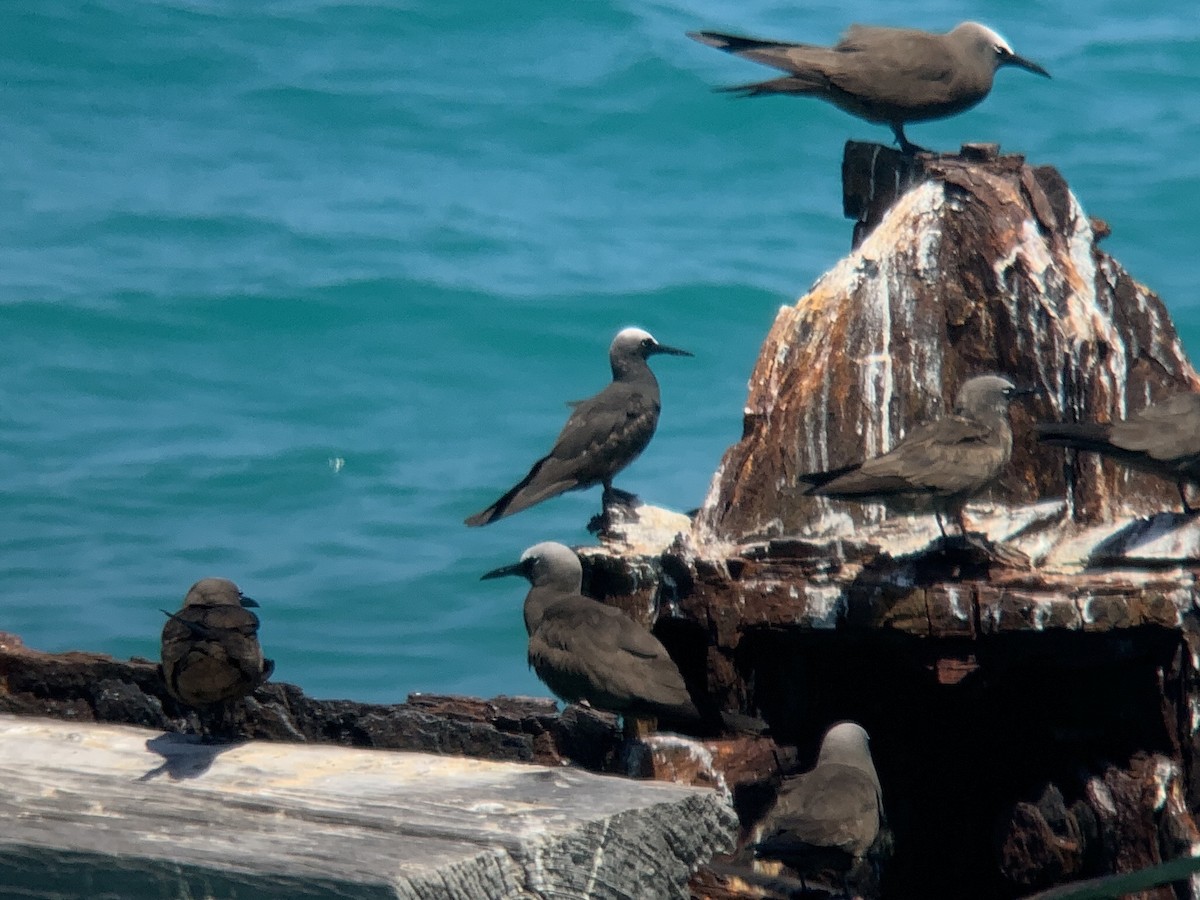 Black Noddy - John Kuenzli