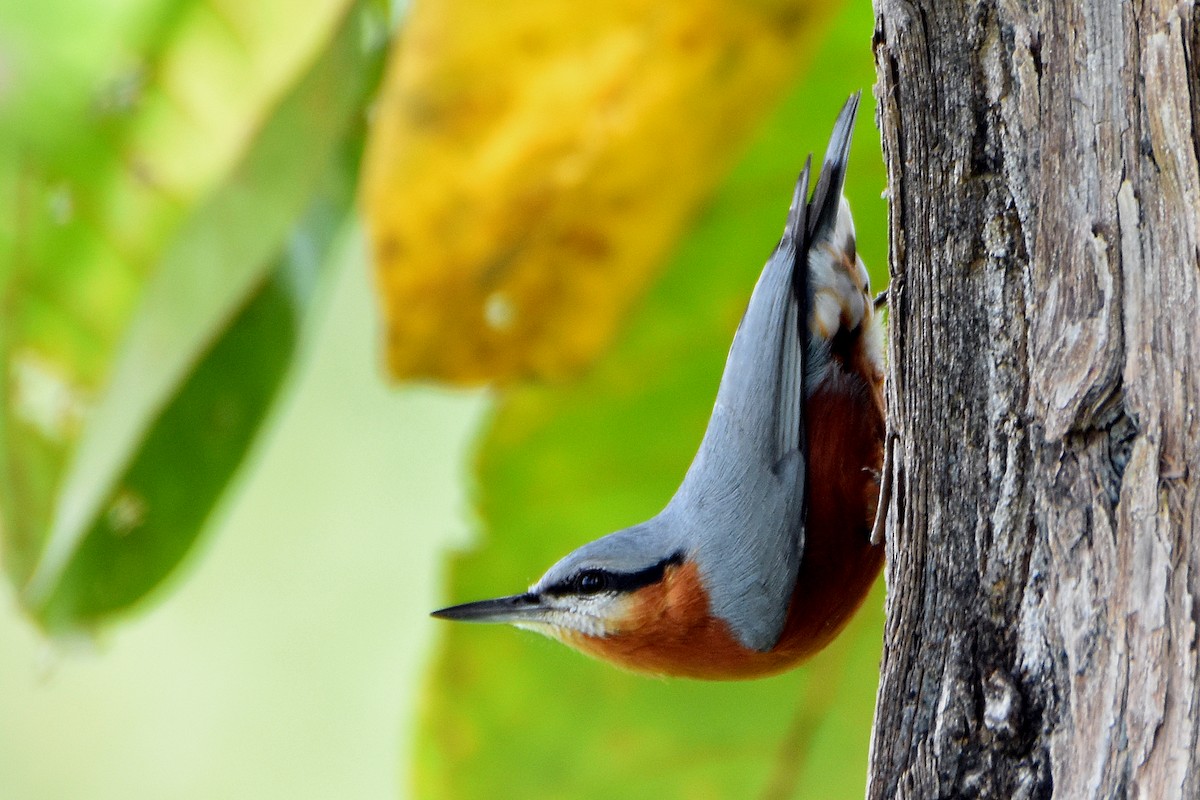 Burmese Nuthatch - Chris Chafer