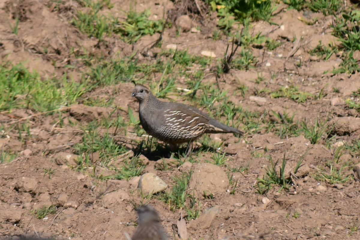 California Quail - ML321482901