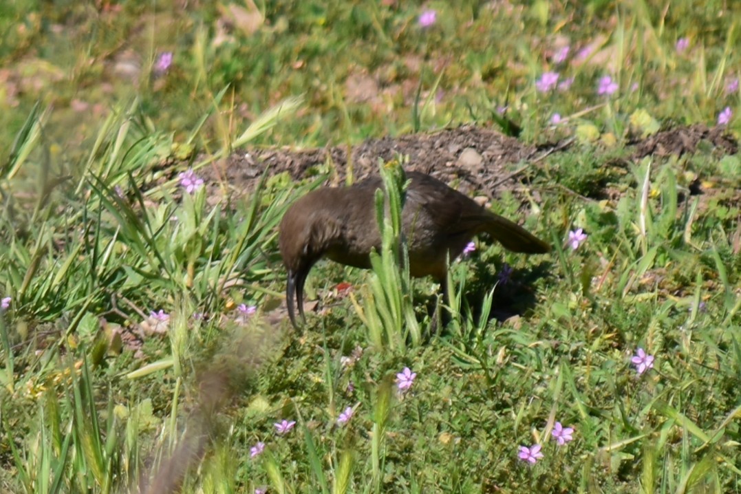 California Thrasher - ML321482991