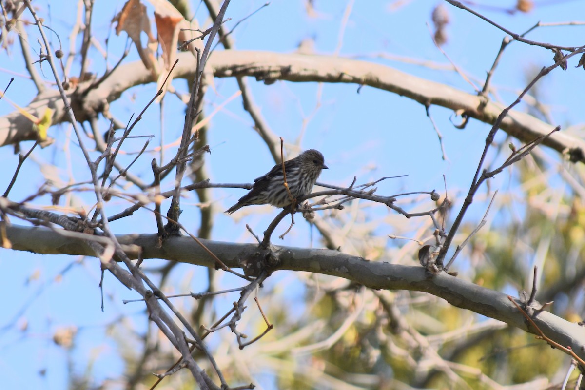 Pine Siskin - ML321483191