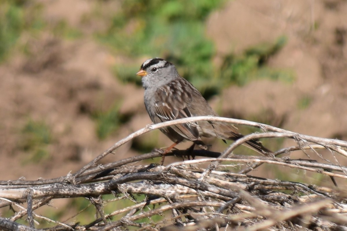 White-crowned Sparrow - ML321483351