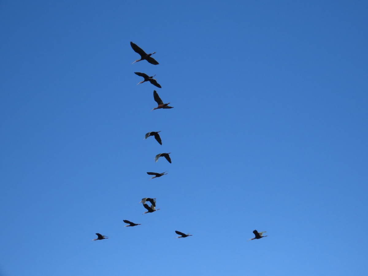 ibis americký - ML321483541