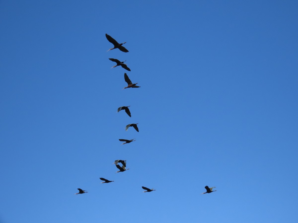 White-faced Ibis - ML321483541