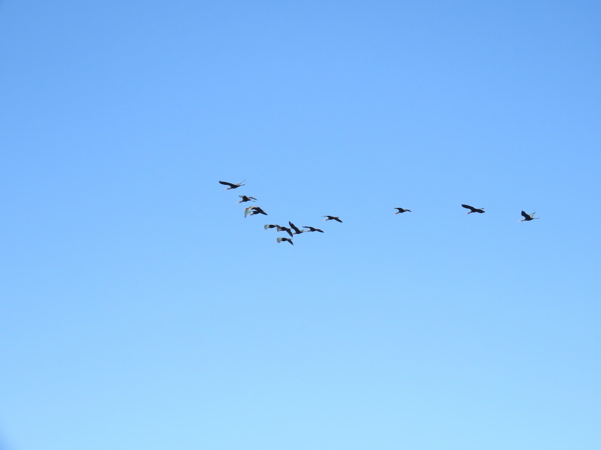 White-faced Ibis - ML321483571