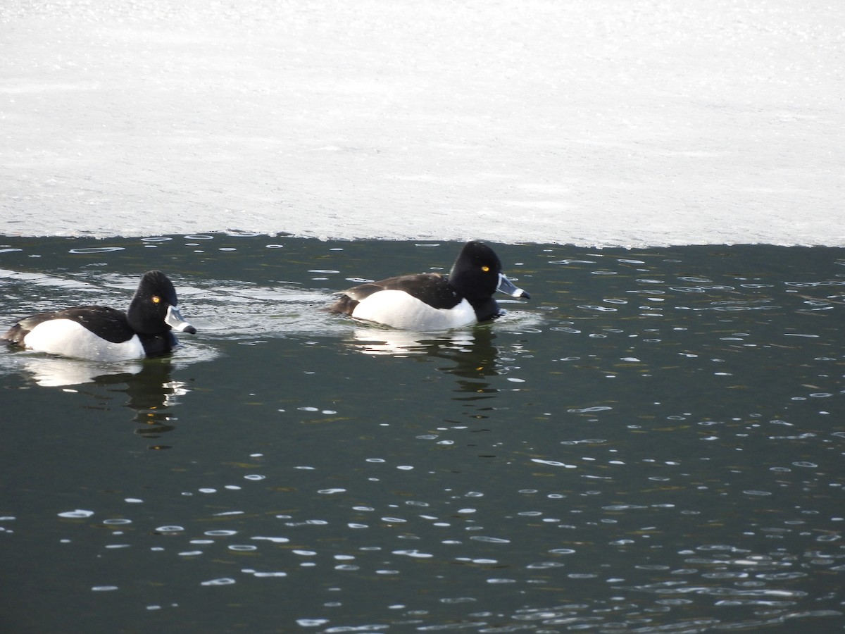 Ring-necked Duck - ML321483621