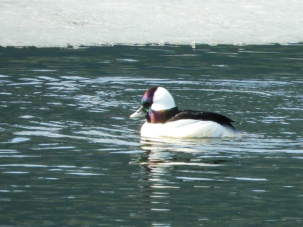 Bufflehead - ML321483641