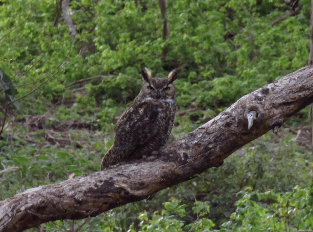 Great Horned Owl - ML321483741