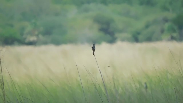 Tawny-bellied Seedeater - ML321483851