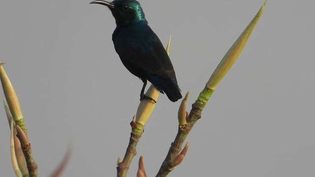 Purple Sunbird - ML321484371