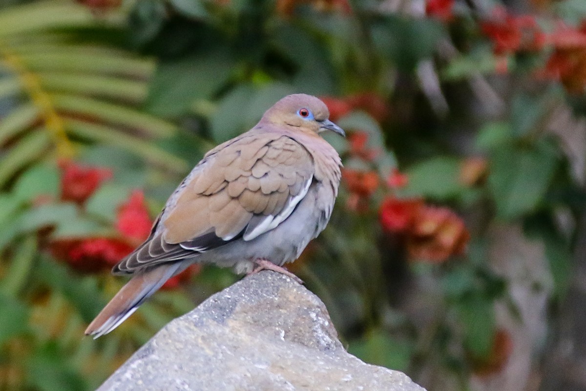 White-winged Dove - ML321487091