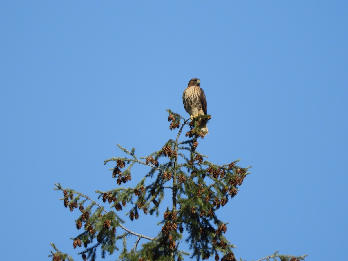 Red-tailed Hawk - ML321487691