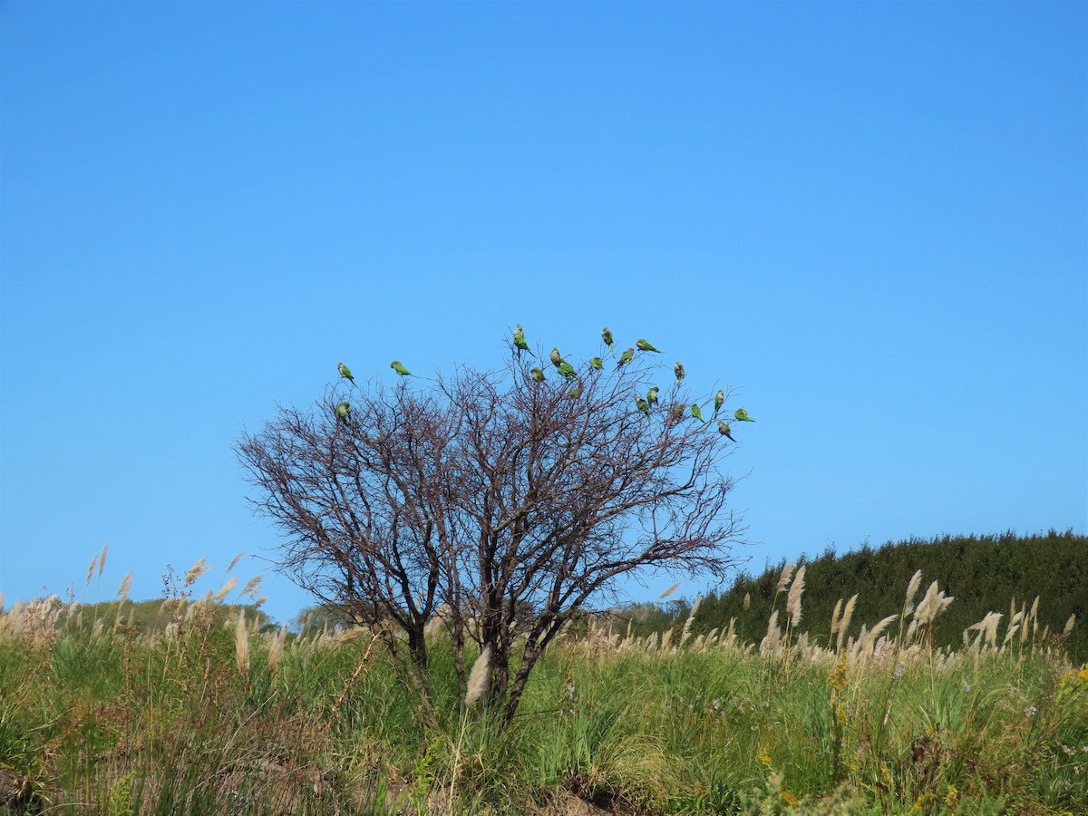 Monk Parakeet - ML321489851