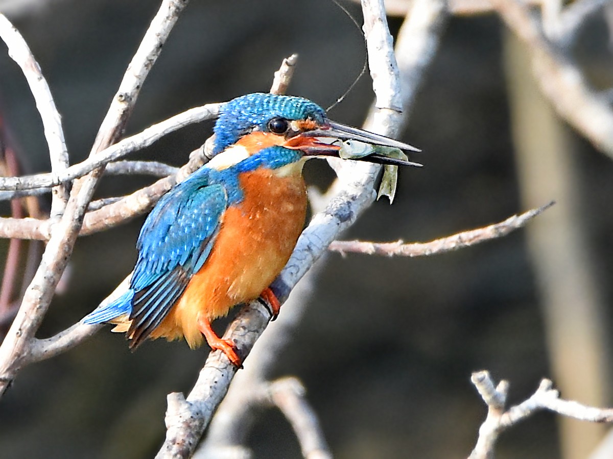 Common Kingfisher - Arup Ghosh