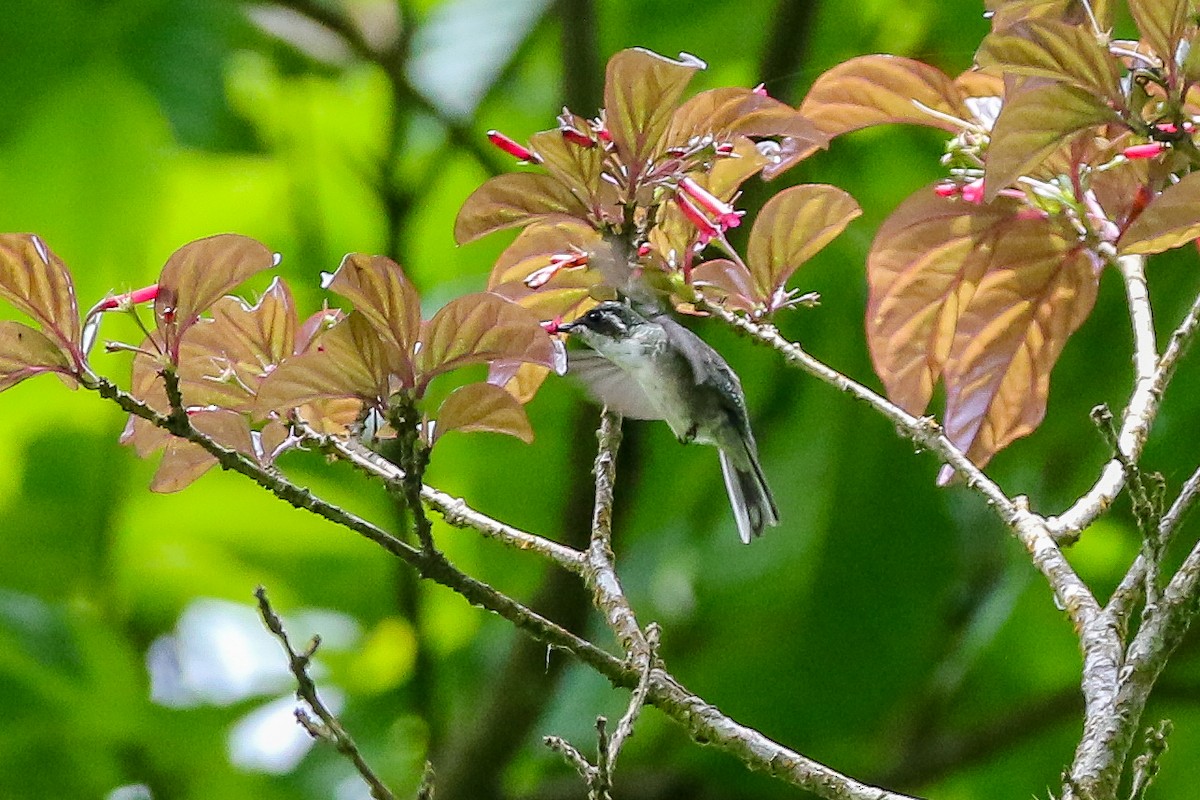 Green-throated Mountain-gem - ML321491631