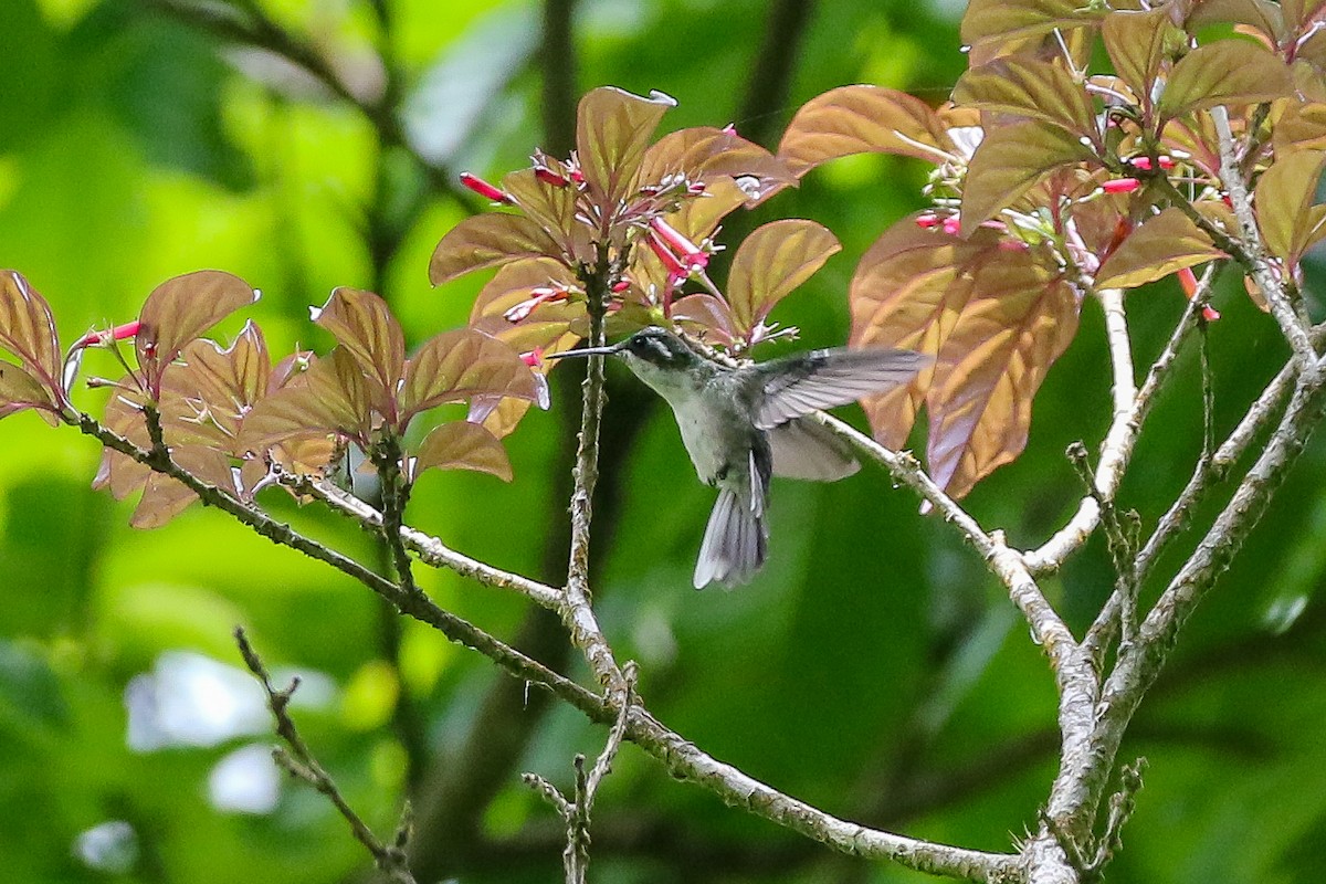 Green-throated Mountain-gem - ML321491641