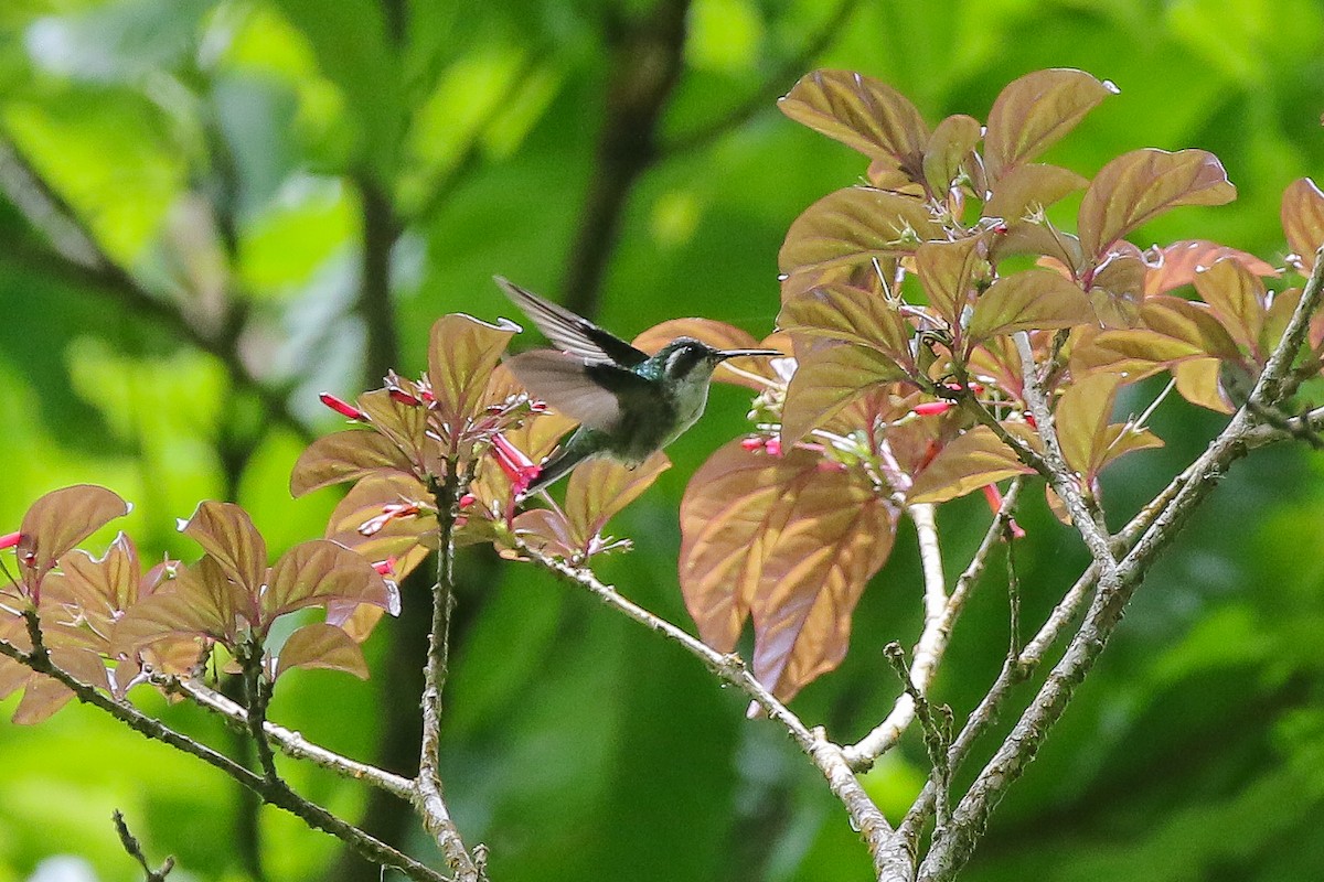 Colibrí Gorjiescamoso - ML321491651