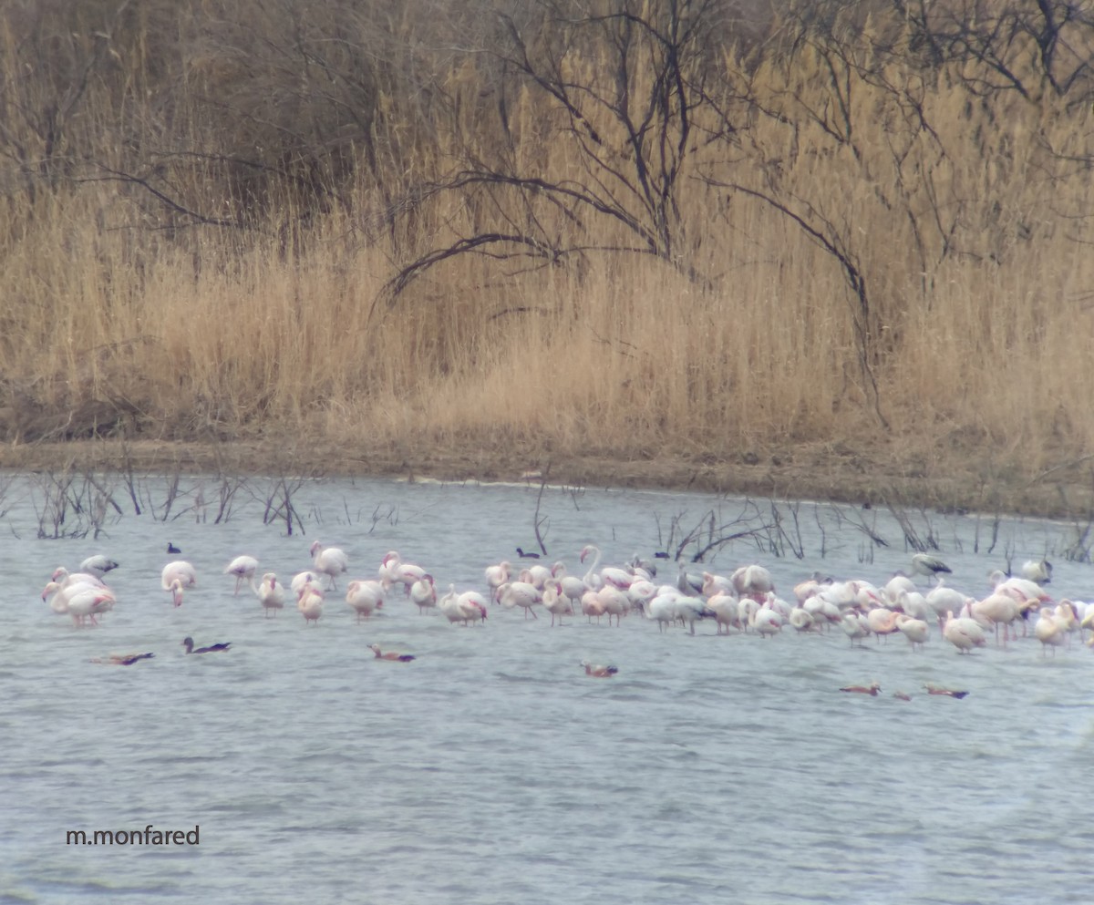 Greater Flamingo - ML321492541