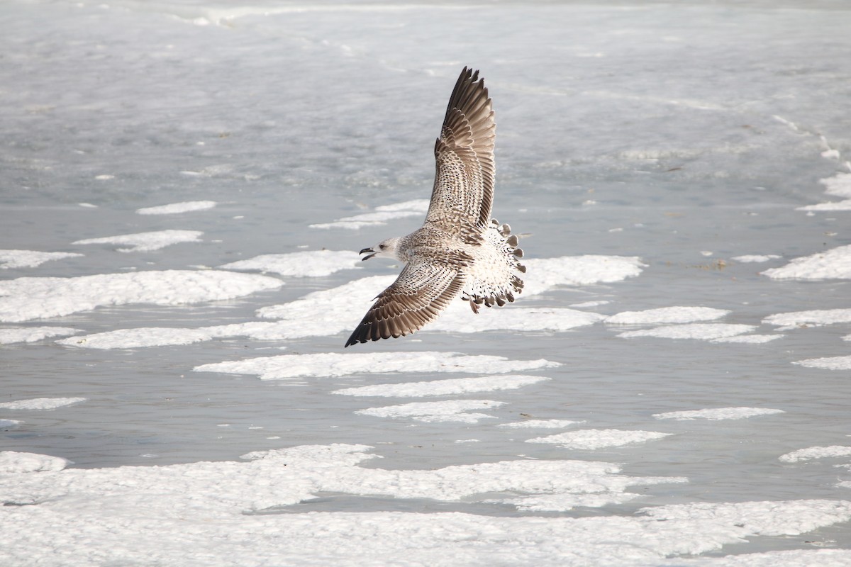 Great Black-backed Gull - ML321492701