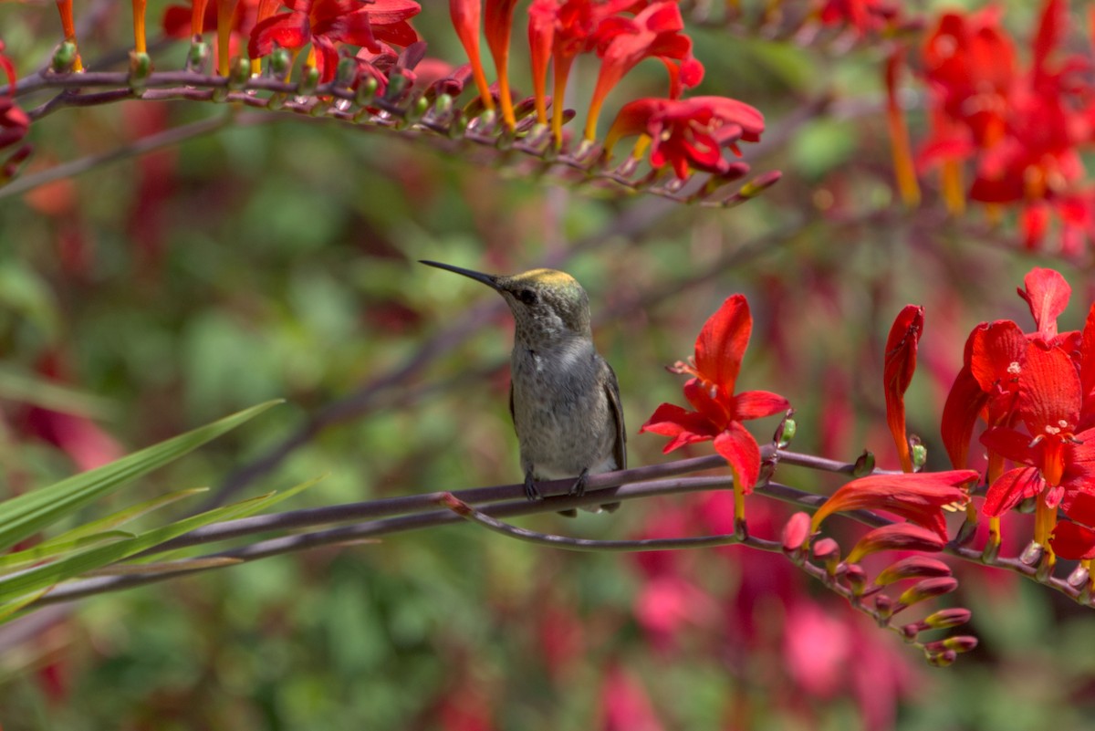 Anna's Hummingbird - Eric Habisch