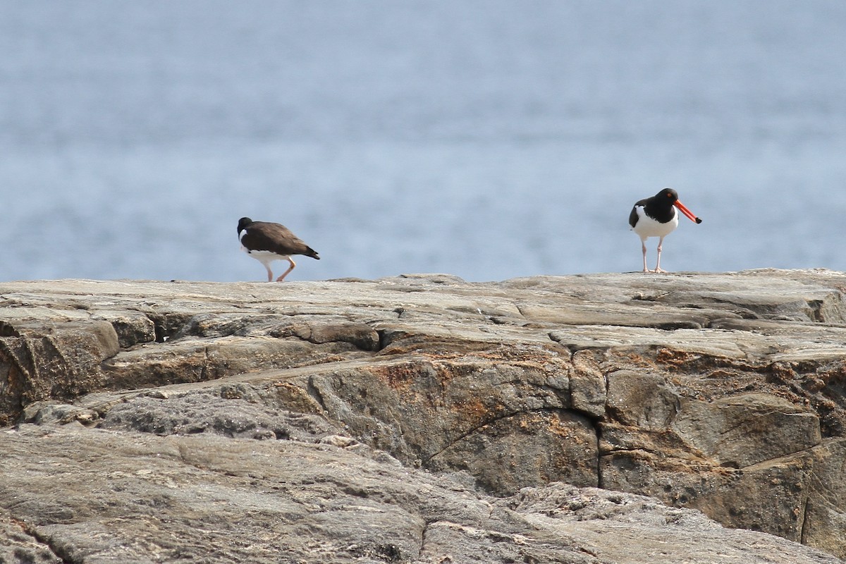 American Oystercatcher - ML321493321