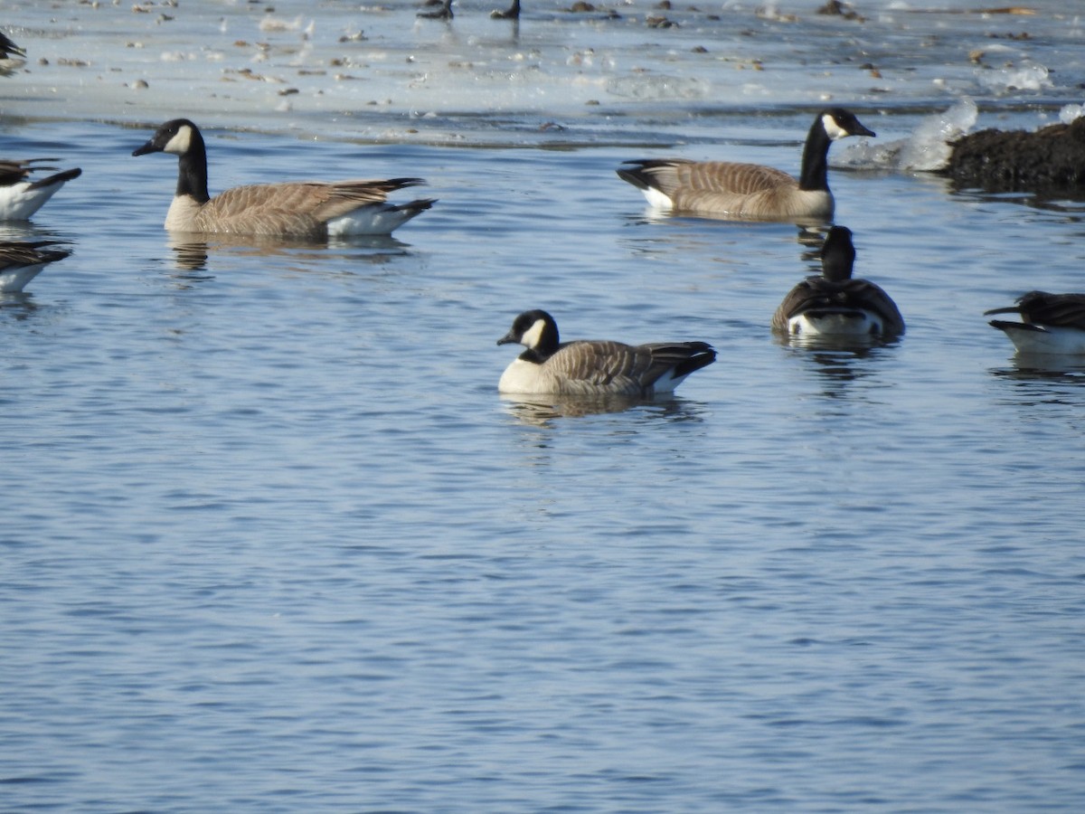 Cackling Goose - ML321493491