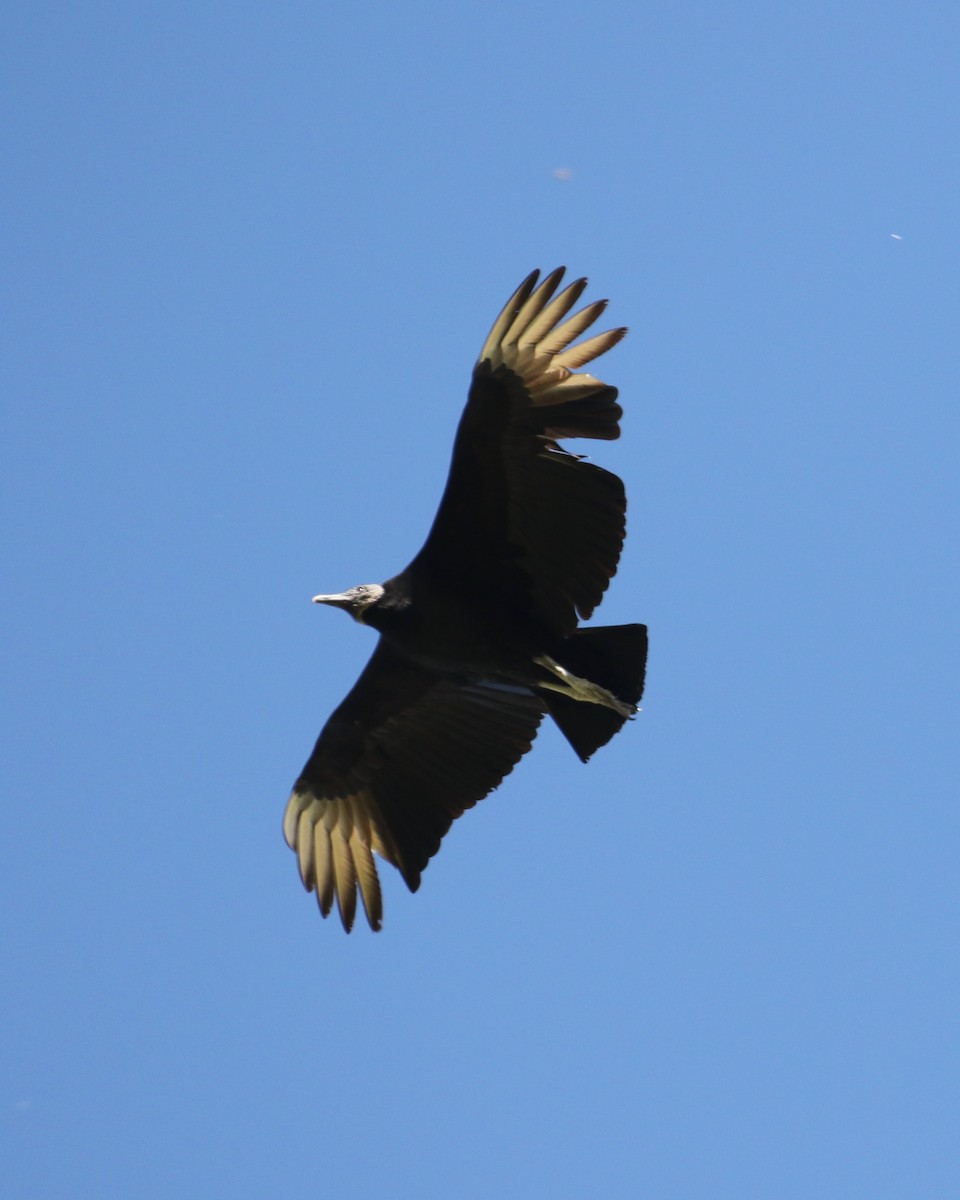 Black Vulture - Laurens Halsey