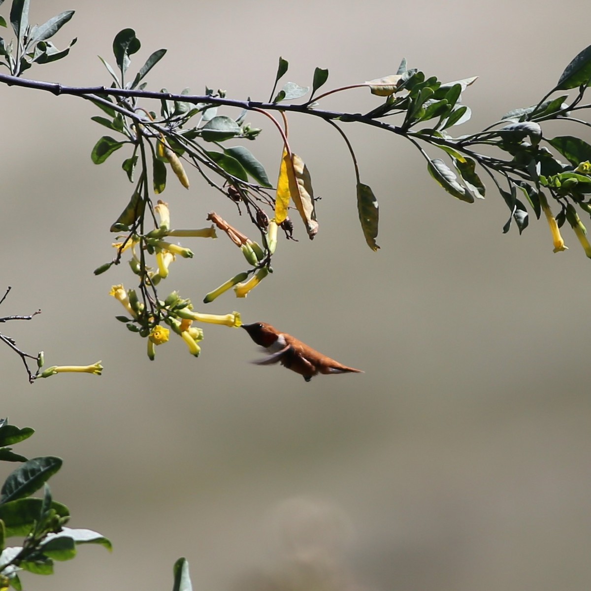 Rufous Hummingbird - ML321494861
