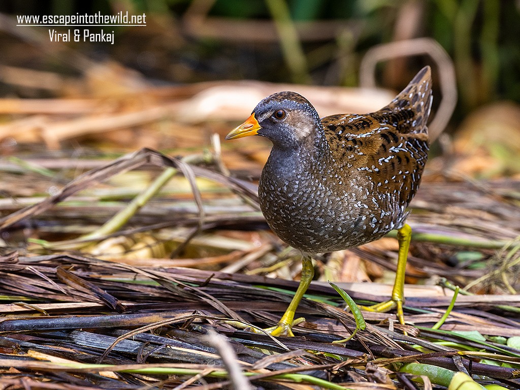 Spotted Crake - ML321496971
