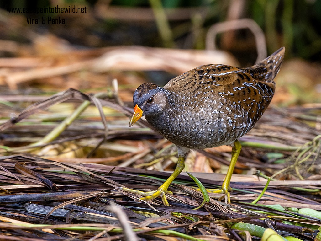 Spotted Crake - ML321496981