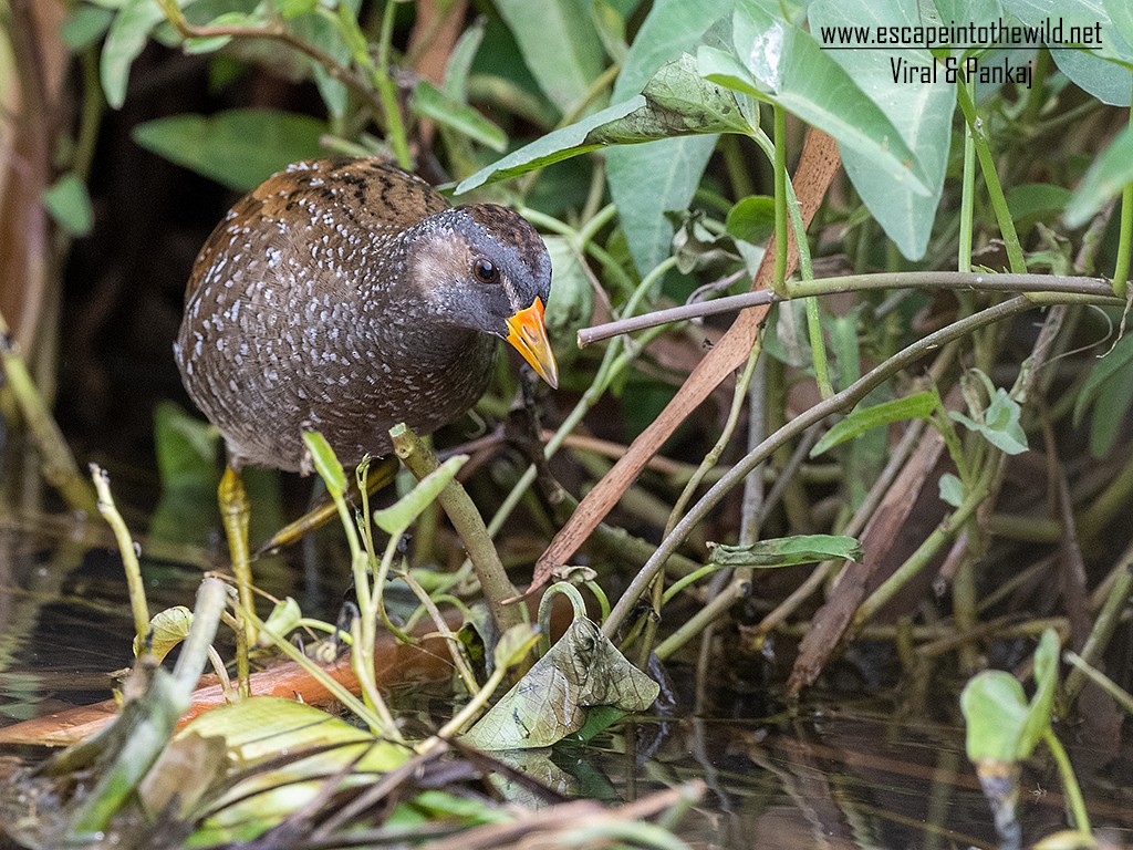 Spotted Crake - ML321496991