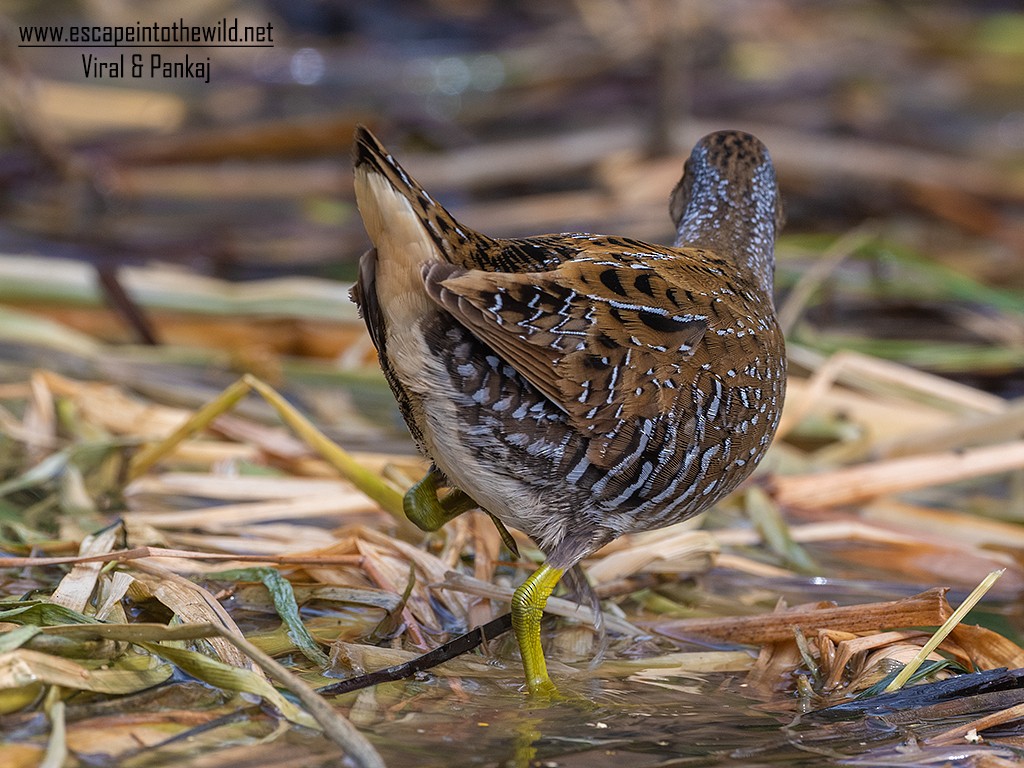 Spotted Crake - ML321497001