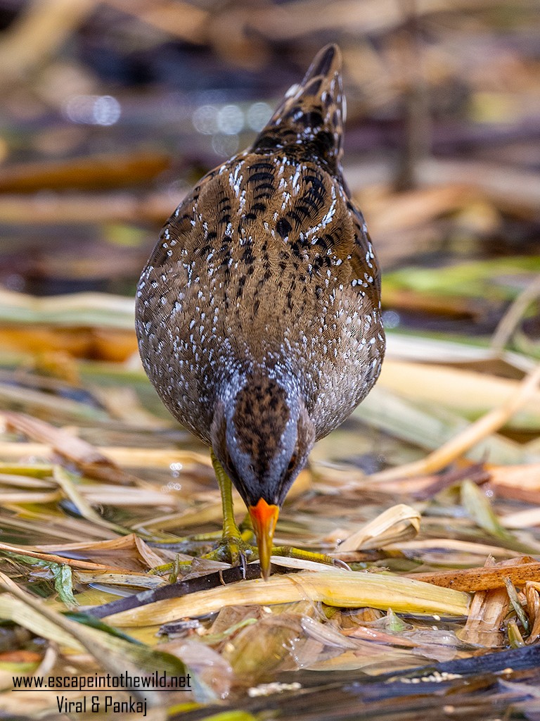 Spotted Crake - ML321497011