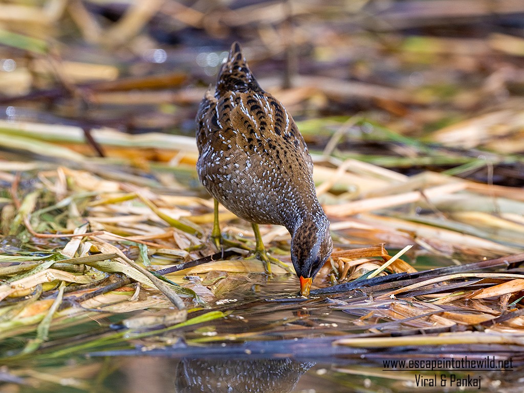 Spotted Crake - ML321497021