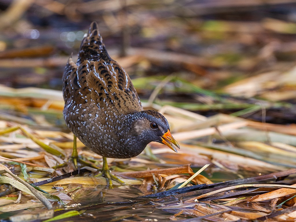 Spotted Crake - ML321497031