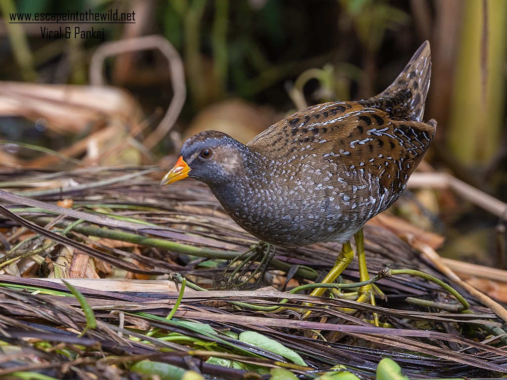 Spotted Crake - ML321497061