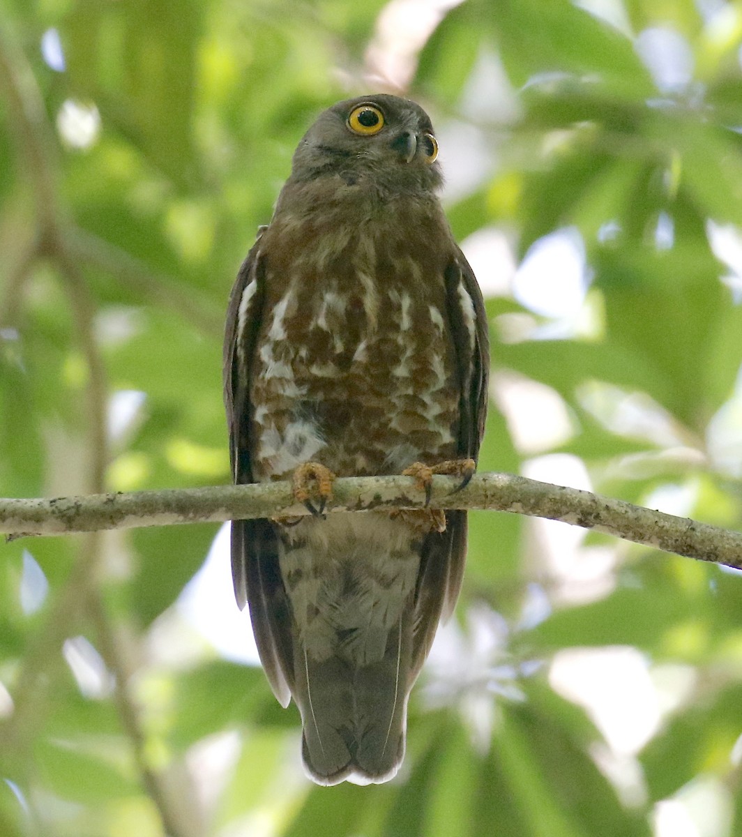 Brown Boobook - ML321499551