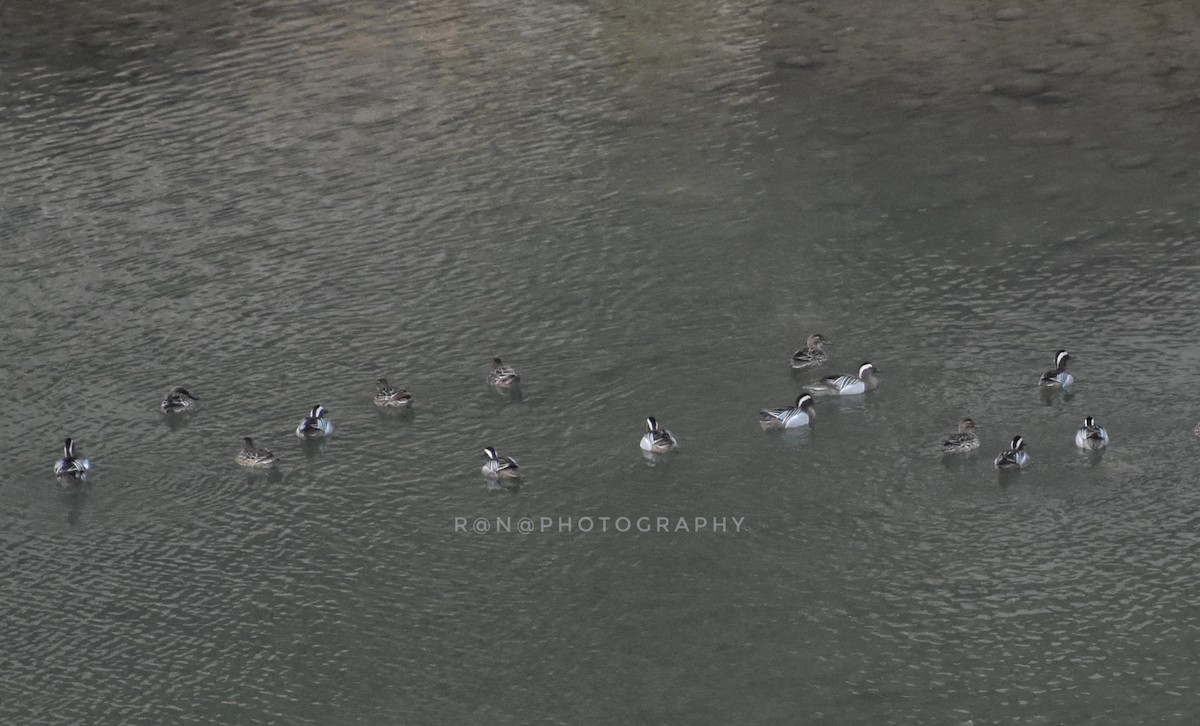 Garganey - ML321500521