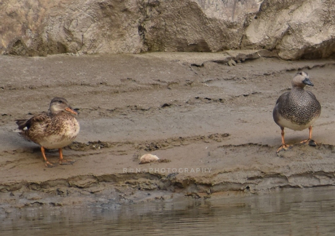 Gadwall - ML321500531