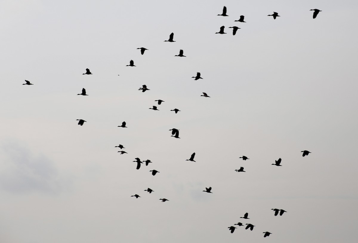 Lesser Whistling-Duck - ML321502031