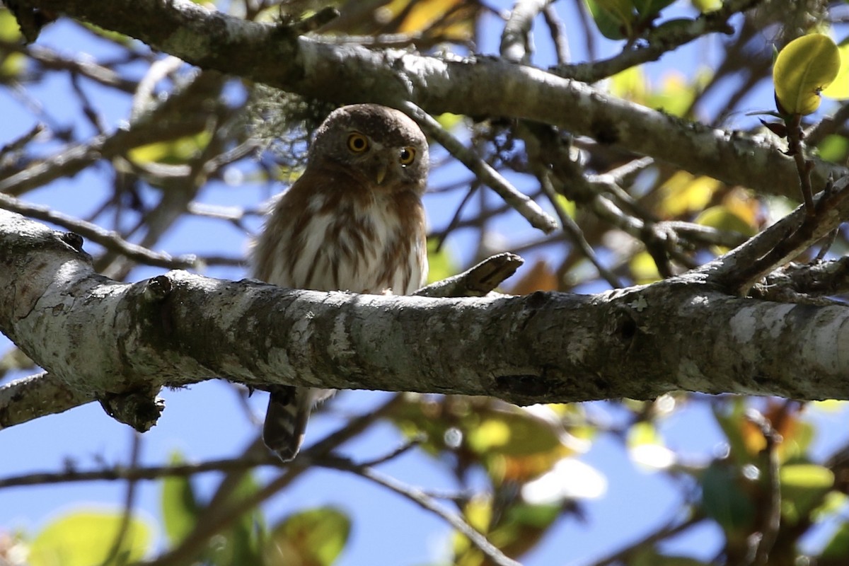 Colima Pygmy-Owl - ML321502551