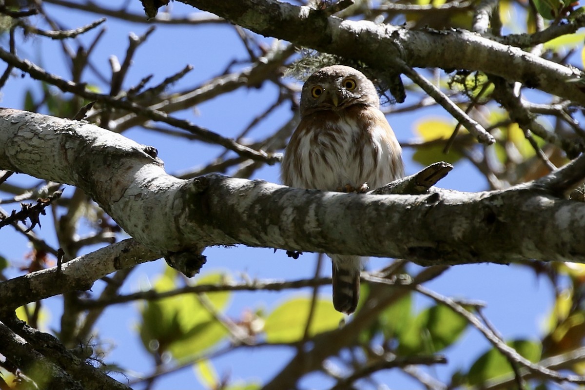 Colima Pygmy-Owl - ML321502561