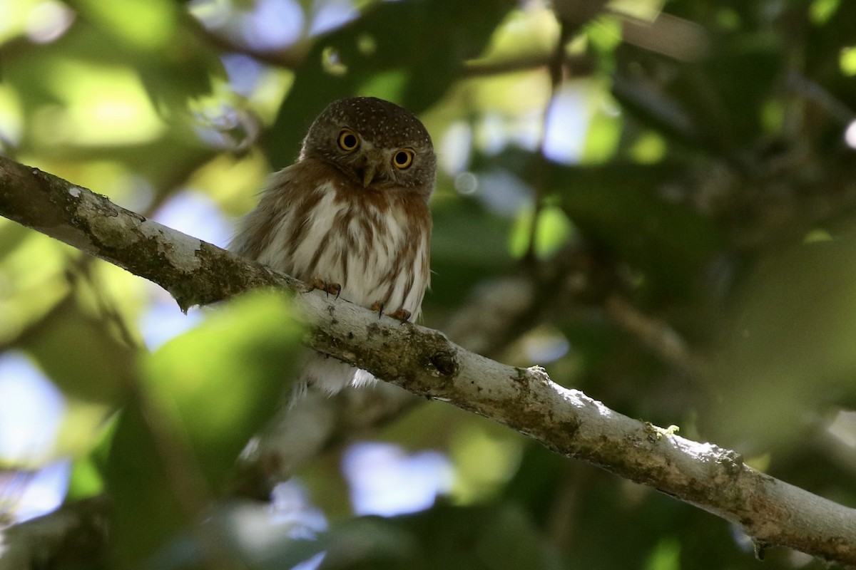 Colima Pygmy-Owl - ML321502571